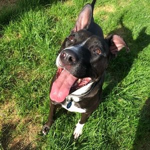 Meet your Posher, Alicia